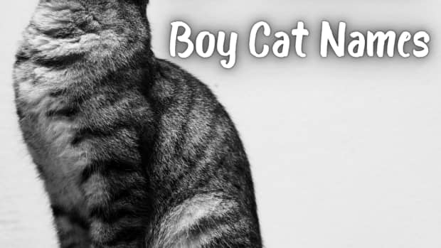 what-are-good-male-cat-names