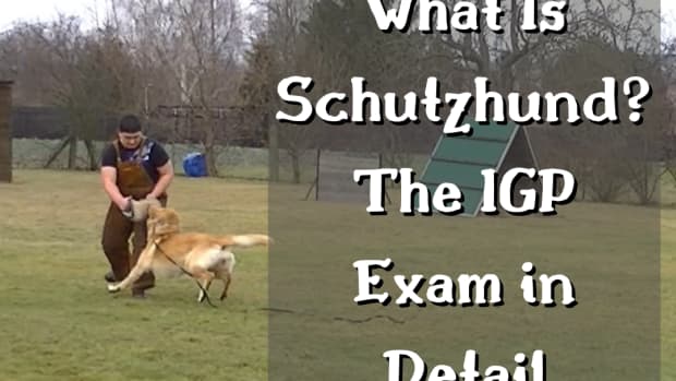 schutzhund-dog-sport-in-europe-and-usa