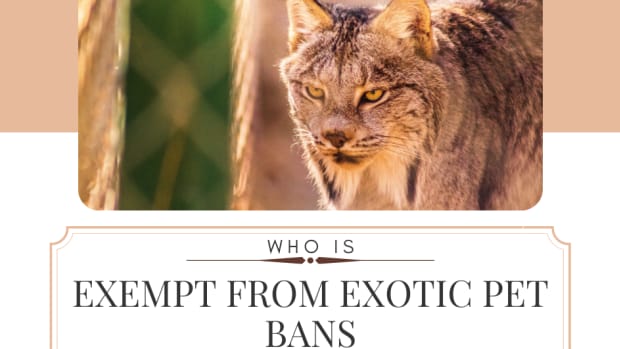 exotic-pet-ban-exceptions