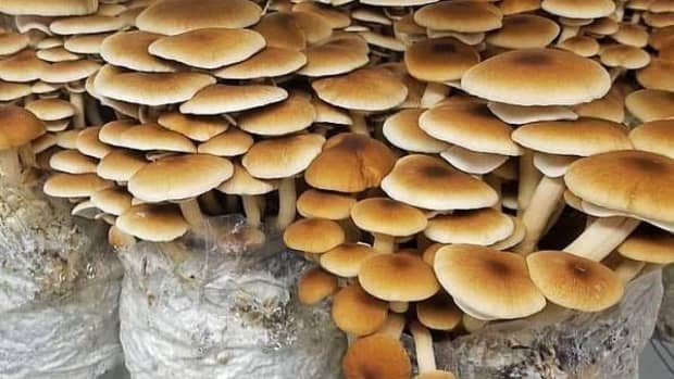 mushroom-production-farming