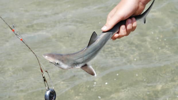 fishing-tips-how-to-catch-sharks