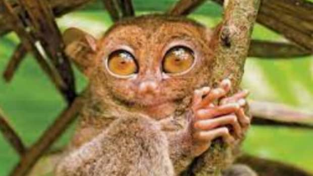 international-tarsier-day