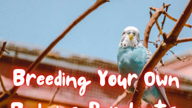 breeding-budgerigars