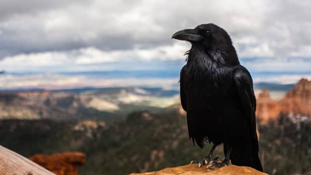 smartest-birds-of-all-time-crows-raven-and-magpie
