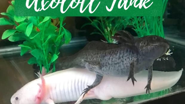 6-fun-accessories-for-an-axolotl-tank