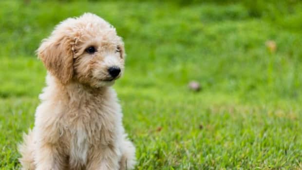 190-goldendoodle-dog-names-with-meanings
