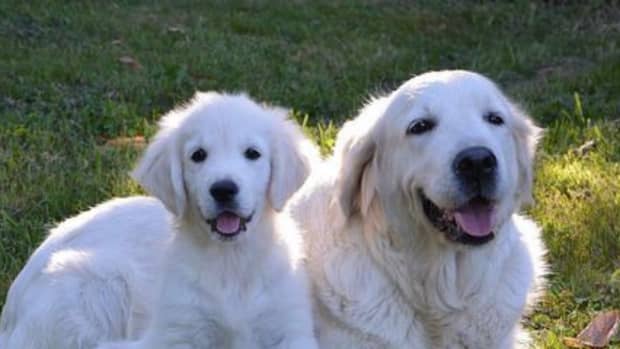 250-golden-retriever-dog-names-with-meanings