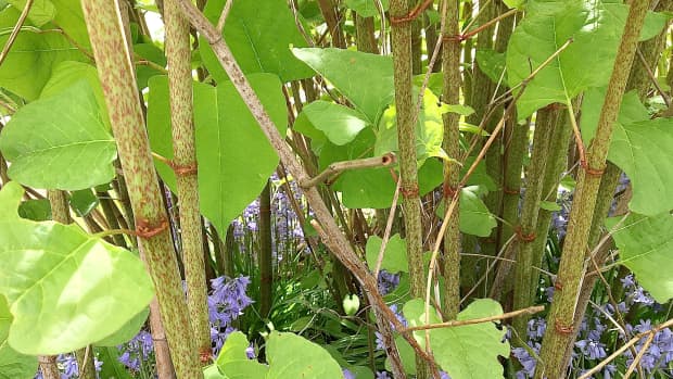 japanese-knotweed-plant-facts-and-problems-a-lovely-enemy