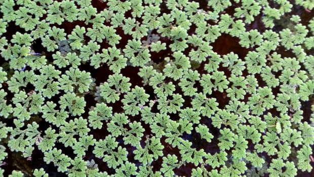 azolla-cultivation-natural-nutrient-supply-to-the-cows