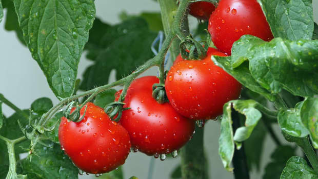 5-things-i-learned-when-i-first-grew-tomatoes