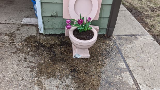 planter-idea-repurposing-my-pink-toilet