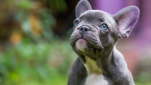 is-purina-pro-plan-good-for-french-bulldogs