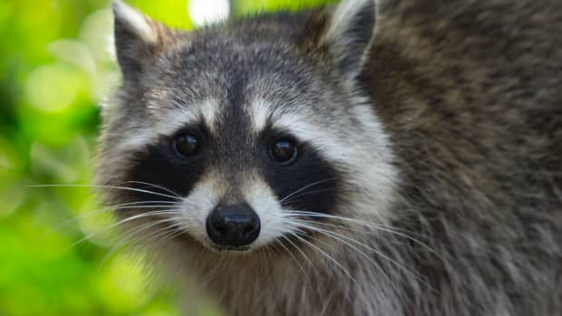 raccoon-lifespan-how-long-do-raccoons-live