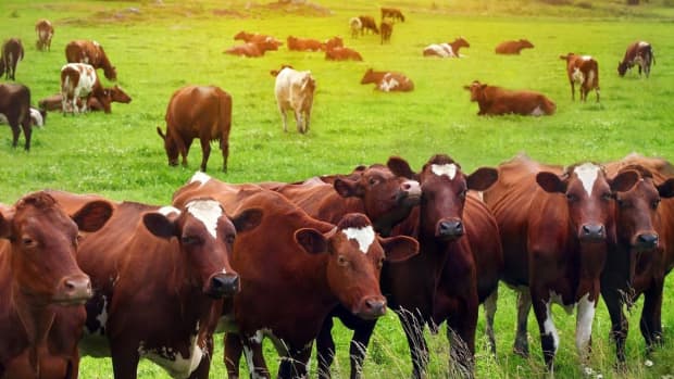 beef-cattle-production-and-management