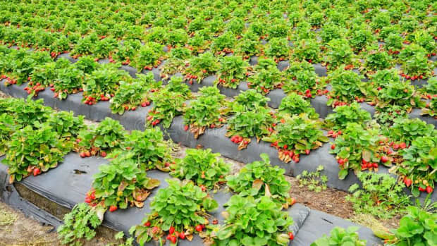 how-to-grow-strawberry-strawberry-cultivation-farming