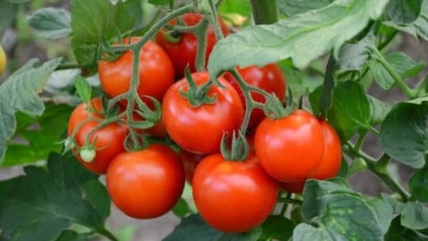 tomato-cultivation-farming
