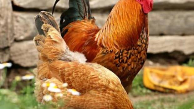 sasso-chicken-farming-management