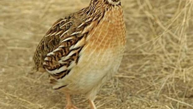 quail-farming-management