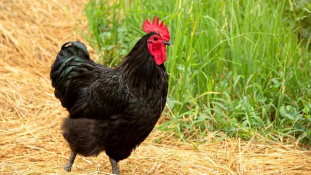 black-australorp-chicken-farming-management