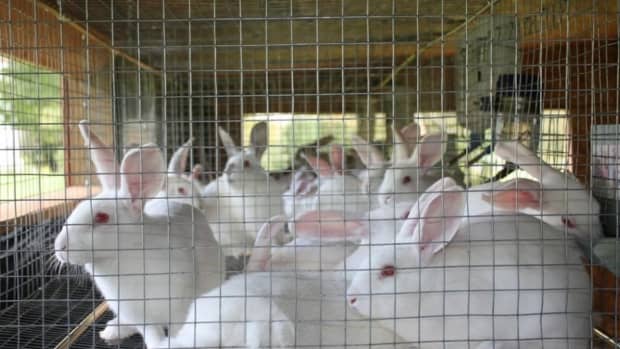 rabbit-farming-management