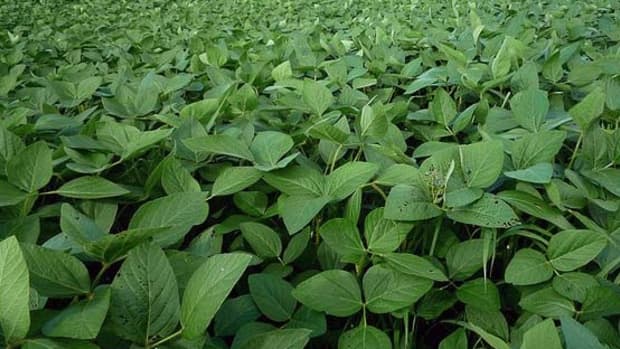 soybean-cultivation-farming