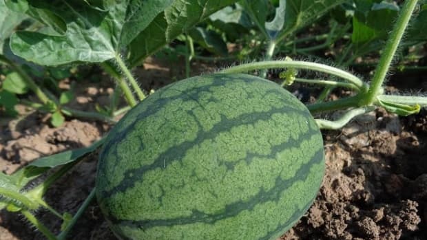 watermelon-farming-management
