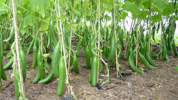 how-to-grow-cucumber-cucumber-cultivation-farming