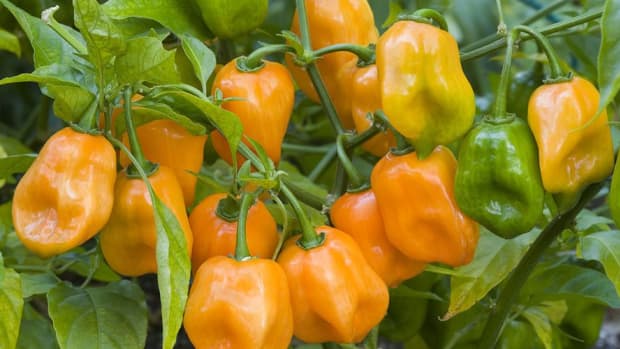 hot-pepper-farming-basic-production-practices-management-techniques