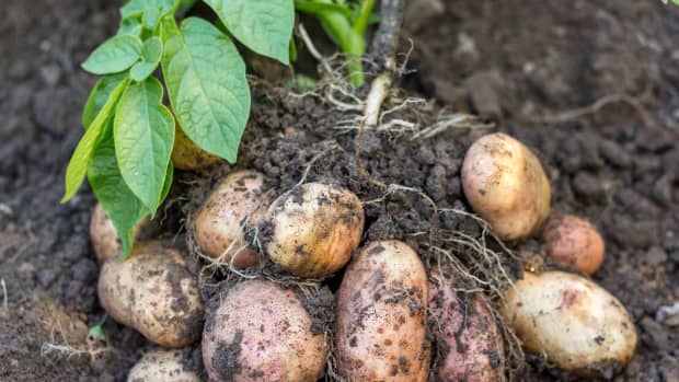 irish-potato-production-farming-and-management