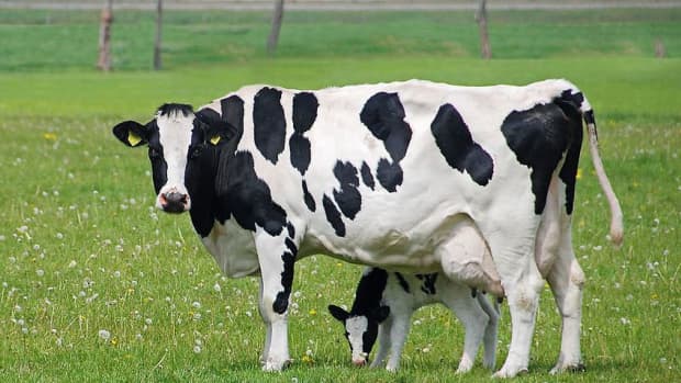 dairy-production-farming-and-management-techniques