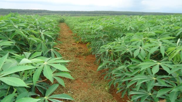 cassava-cultivation-farming-management-and-techniques