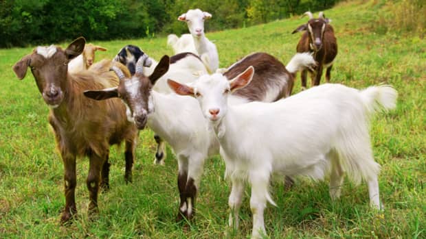 goat-production-farming-and-management-practices