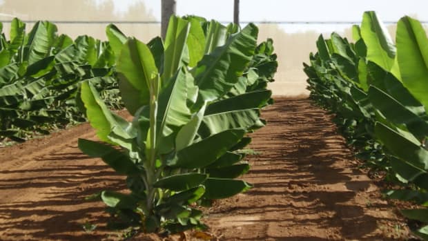 banana-production-farming-and-management