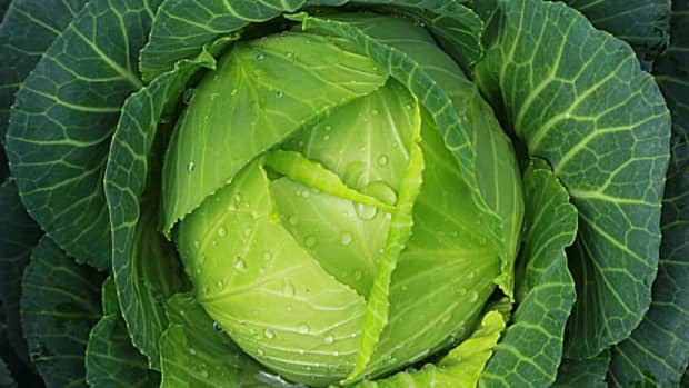 cabbage-cultivation-farming