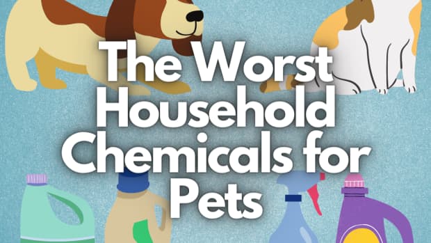 ten-household-chemicals-that-are-bad-for-your-pets