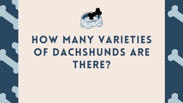 the-many-coats-of-dachshunds