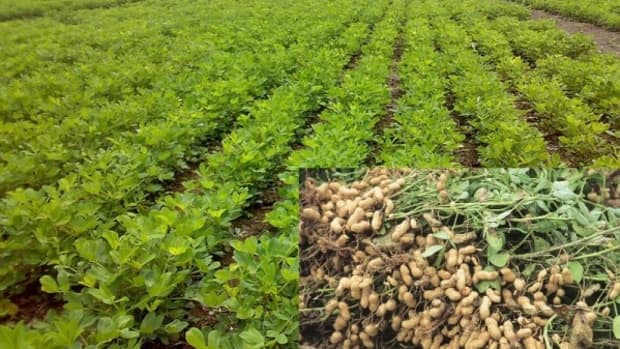 groundnuts-cultivation-farming-and-management