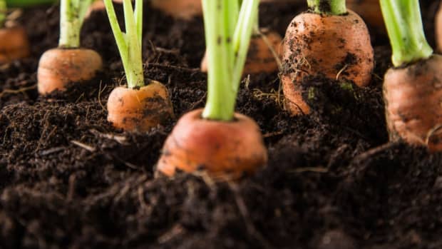 how-to-grow-carrot-step-by-step-farming-techniques