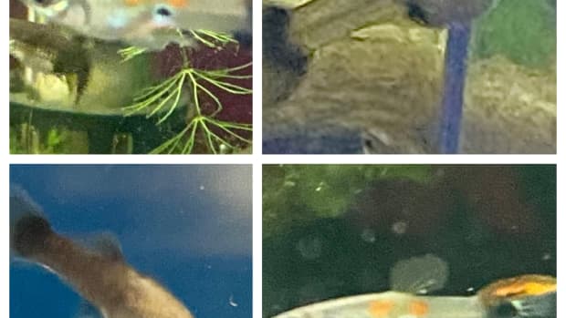 how-to-breed-guppies-like-crazy-part-2
