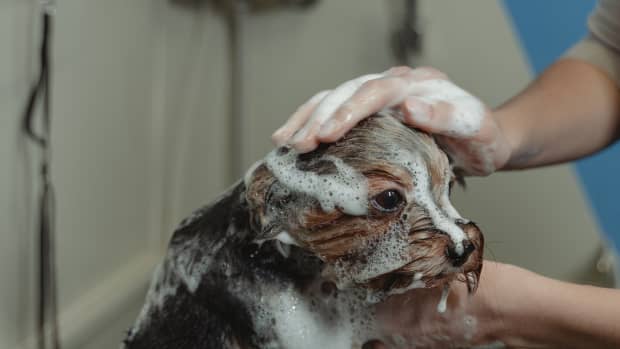 how-often-should-i-bathe-my-dog