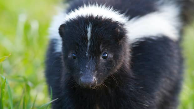 negociating-an-encounter-with-a-skunk
