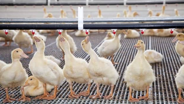 duck-production-farming