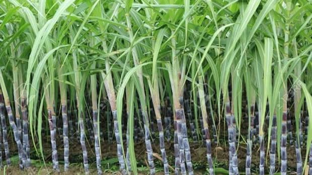 sugarcane-cultivation-farming-techniques-for-successful-production
