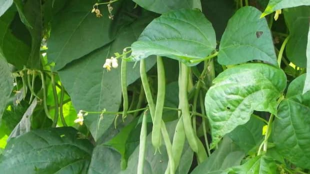 how-to-grow-beans-beans-cultivation-farming-and-management-techniques