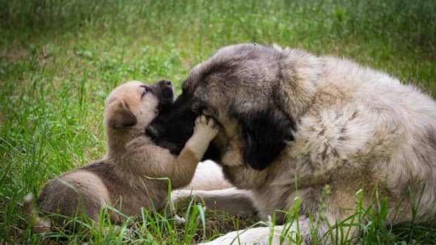 why do dogs smother their puppies