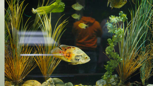 API® Blog  Caring for Live Aquarium Plants