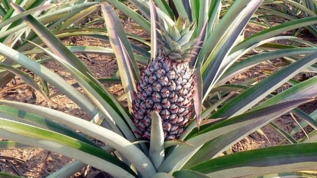 pineapple-cultivation-farming