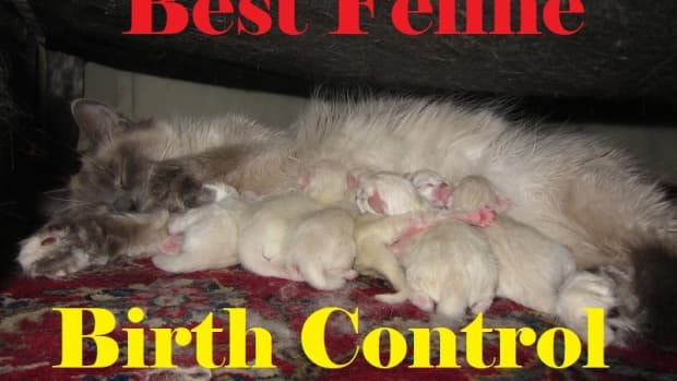 cat-fertility-and-birth-control-methods
