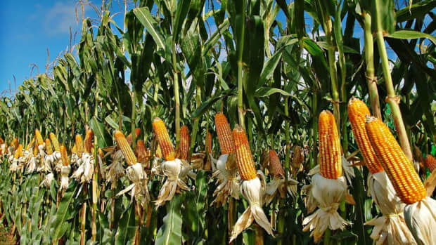 maize-cultivation-farming-and-management