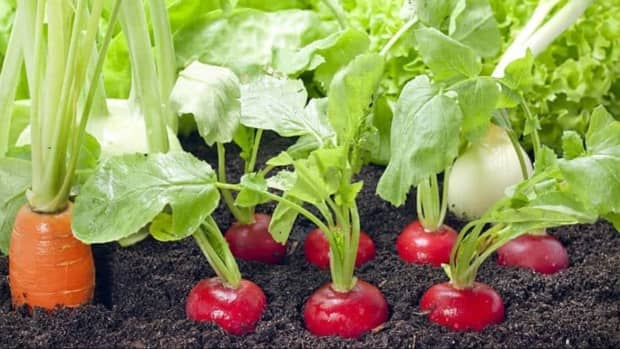 vegetable-cultivation-farming-in-home-gardens